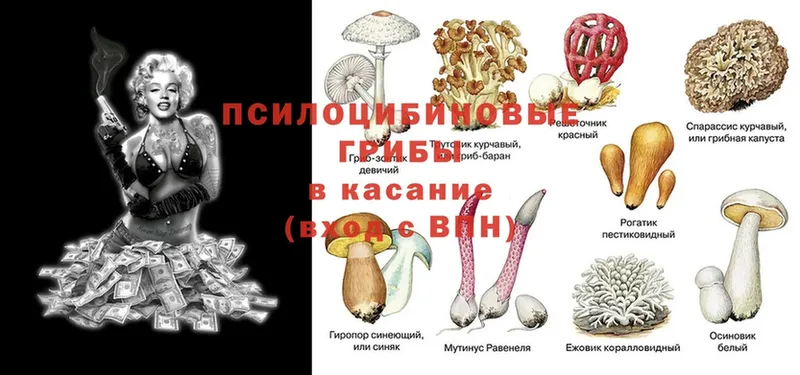 Псилоцибиновые грибы прущие грибы  Дегтярск 